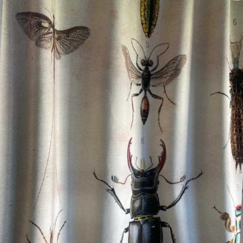 Insect Route curtain set