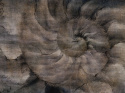 Fosillium Wandtapete von Wallcraft Art. 405 32 2101 Sepia