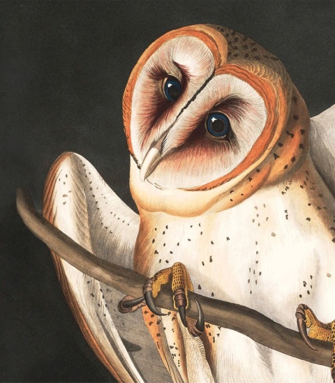 Owls Tapete von Wallcolors