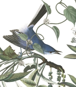 Tapeta Flying Birds od Wallcolors