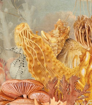 Tapeta Coral Mirage od Wallcolors