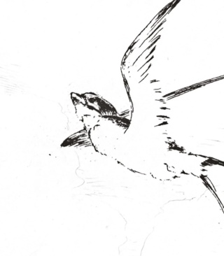 Swallow wallpaper by Wallcolors