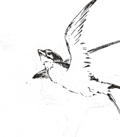 Tapeta Swallow od Wallcolors