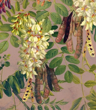 Tapeta Acacia od Wallcolors