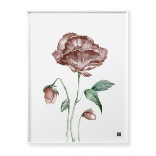 Mohn Blume Poster