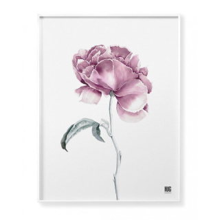 Peoning Flower Poster