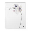 Orchidee Blume Poster