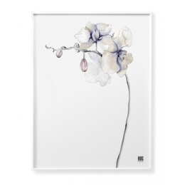 Orchid Flower Poster